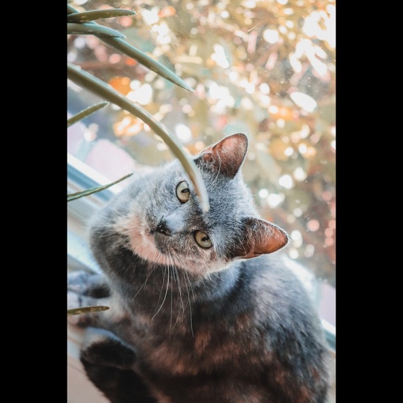 Meet your Posher, Ashley (Began 2022) - Picture 12 of 16